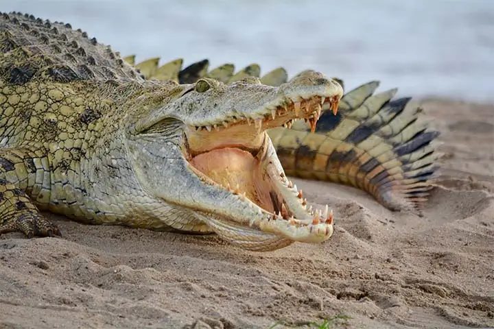 crocodli